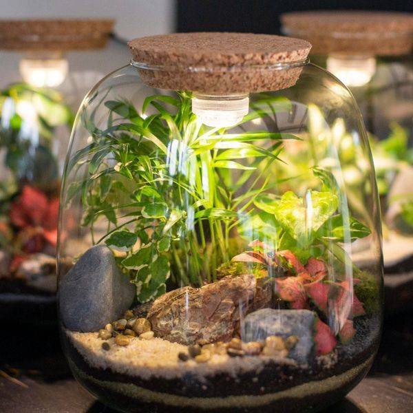 Wecandoo - Composez votre petit terrarium