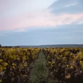 Sélection d'expériences viticoles en couple - Vignoble de l'Île-de-France